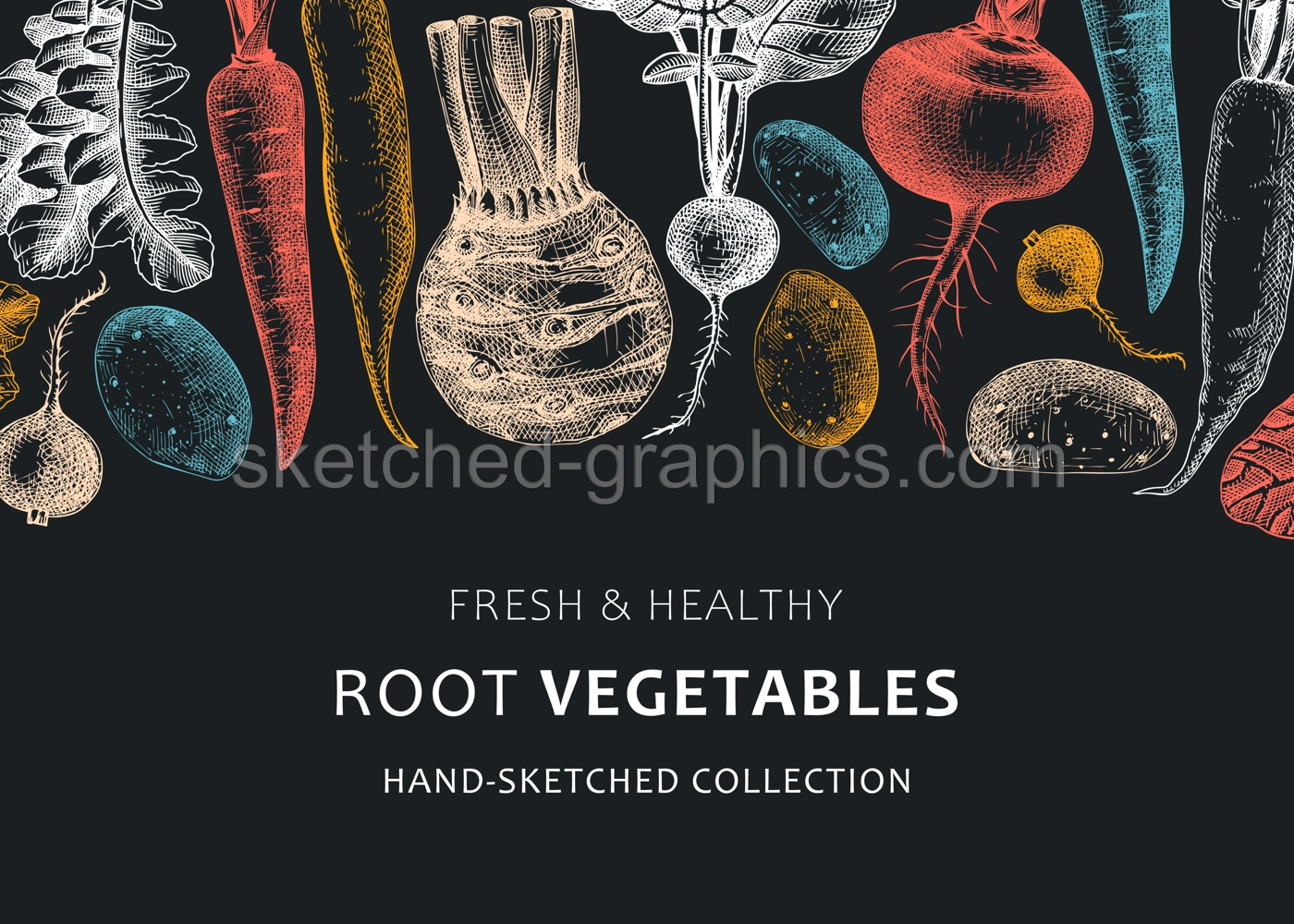 Root vegetables background. Root plants sketches design on chalkboard. Garden vegetable vector banner. Hand-sketched beet, radish, daikon, celery, turnip illustration for menu, recipe, packaging. Illustration